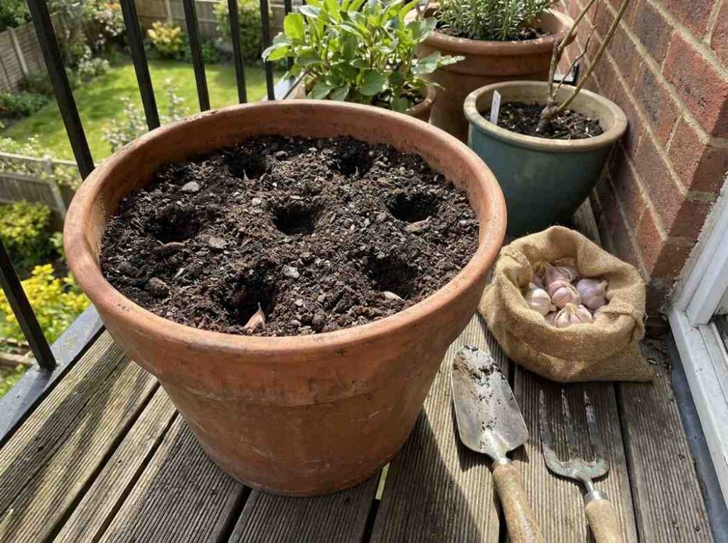 Growing Garlic in Containers with proper soil and drainage setup
