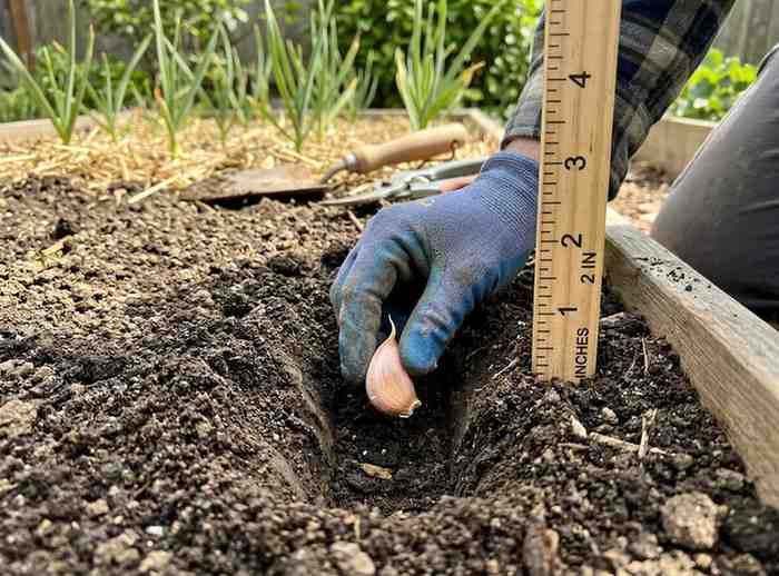 Beginner guide on How Deep to Plant Garlic with proper spacing and depth