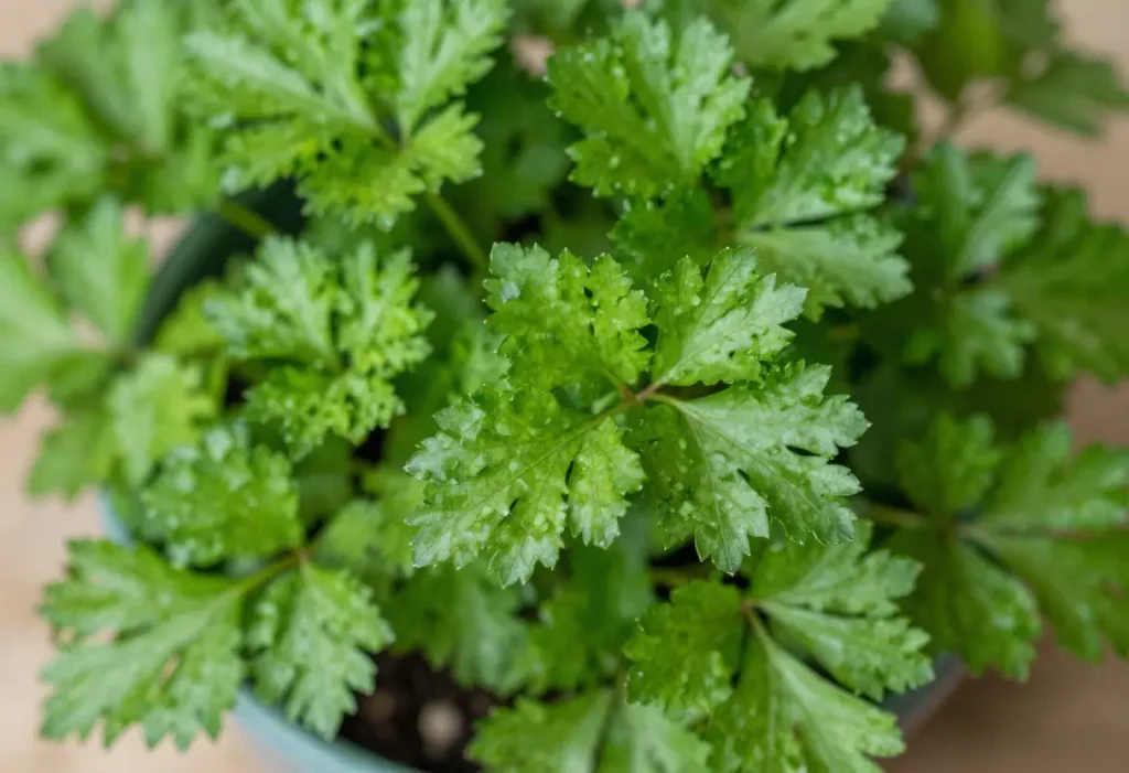 How to Grow Parsley in Pots showing healthy green parsley leaves