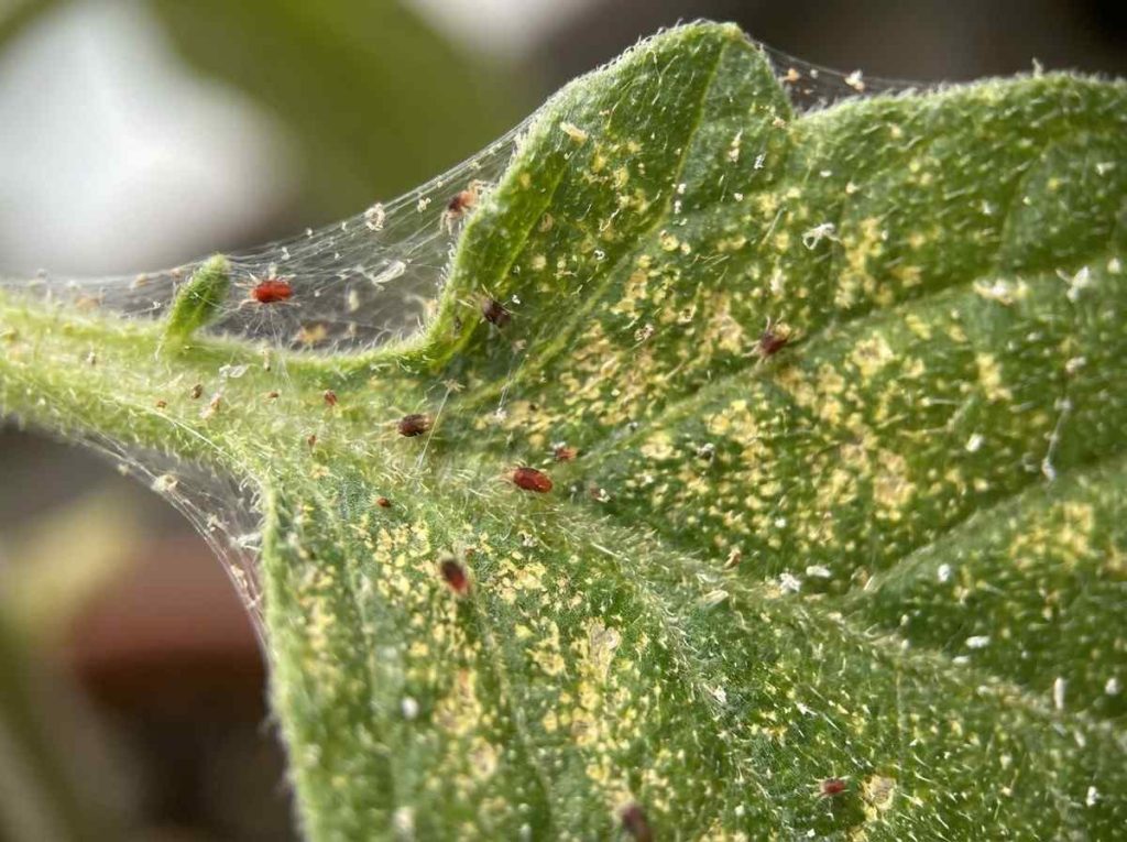 Effective Spider Mite Treatment for Indoor Plants preventing pest damage