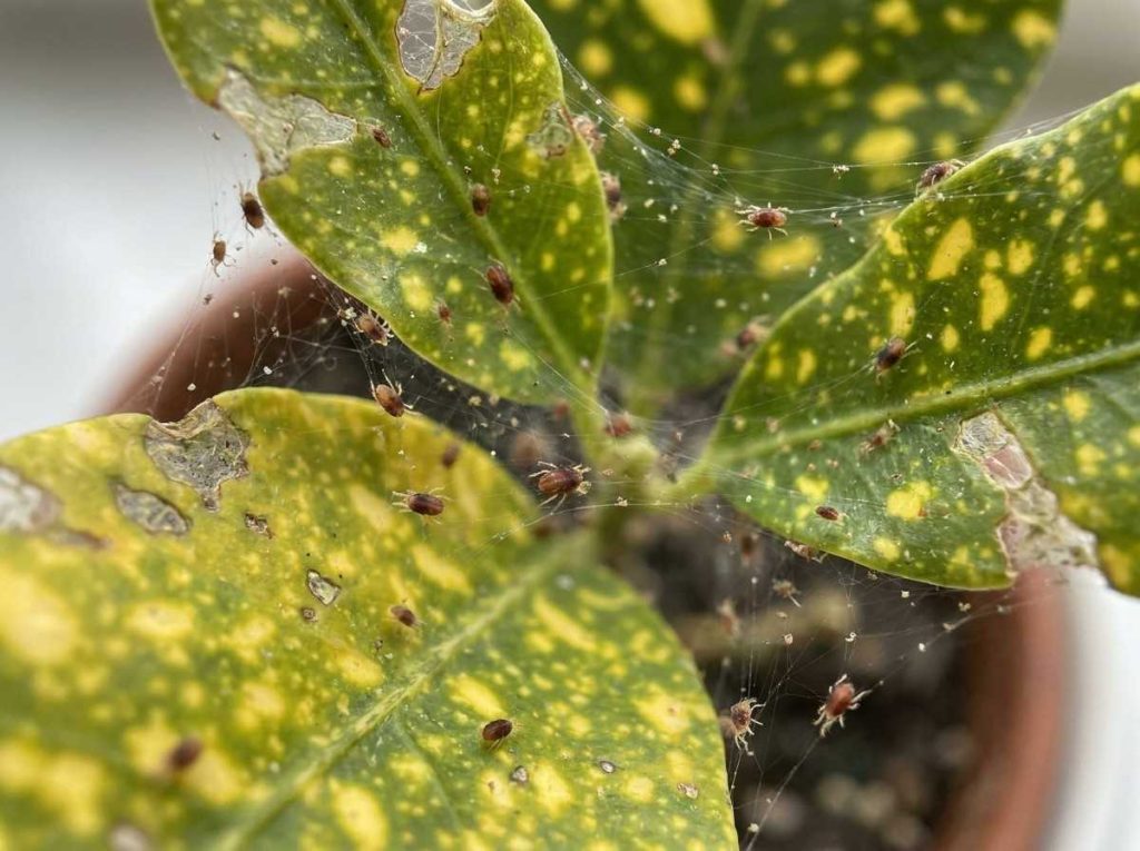 Spider Mite Treatment for Indoor Plants improving plant health naturally