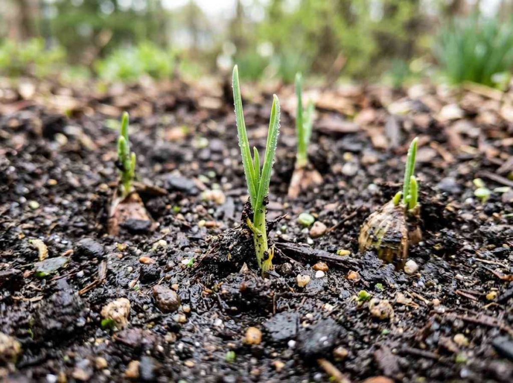 Stages of Garlic Growth showing sprouting to mature bulb development