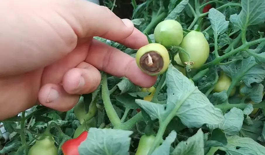 Home garden Tomato Blossom End Rot Home Remedy for healthy tomato plants