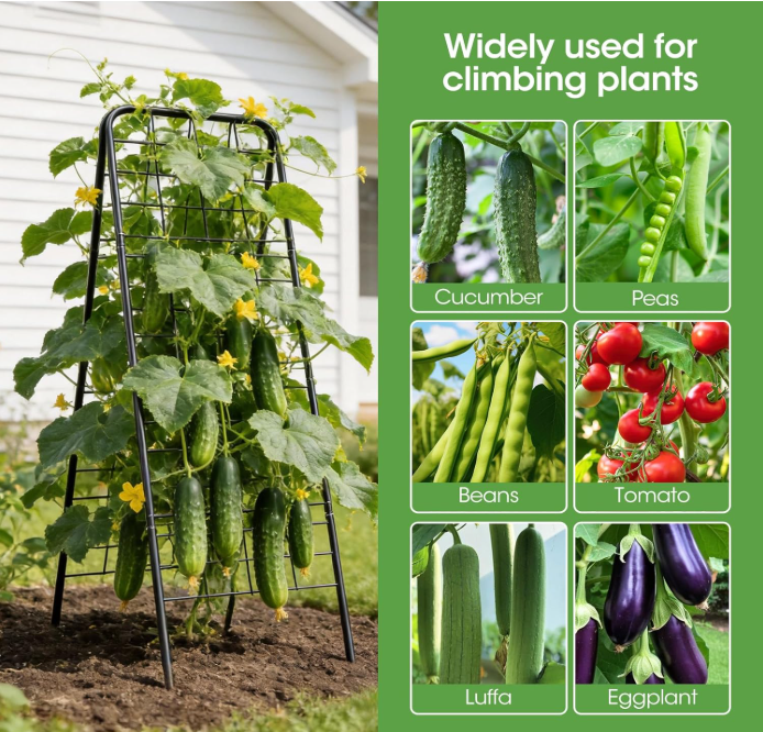 Best Trellis for Cucumber