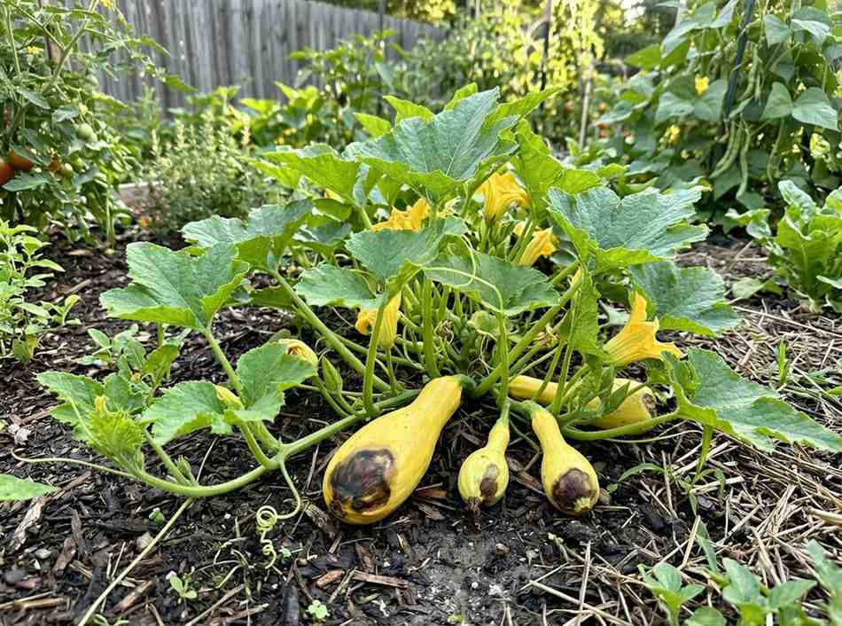 Blossom End Rot on Yellow Squash showing dark sunken spots on squash ends