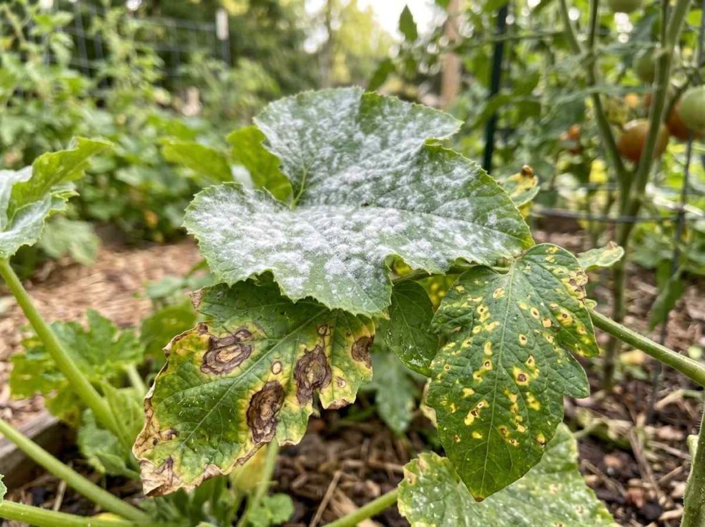 Common Vegetable Garden Diseases and Pests affecting healthy vegetable crops