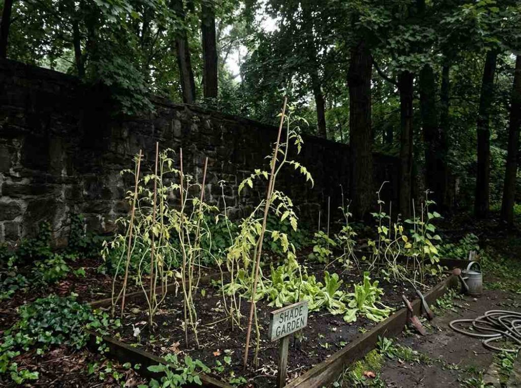 Common vegetable gardening mistakes in a beginner home garden setup