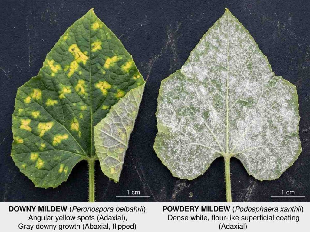 Downy Mildew Vs Powdery Mildew comparison on leaf surfaces and damage type