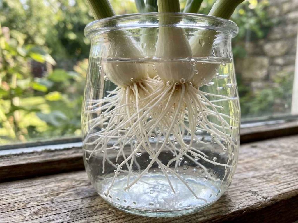 How Do You Grow Green Onions in Water using simple container method