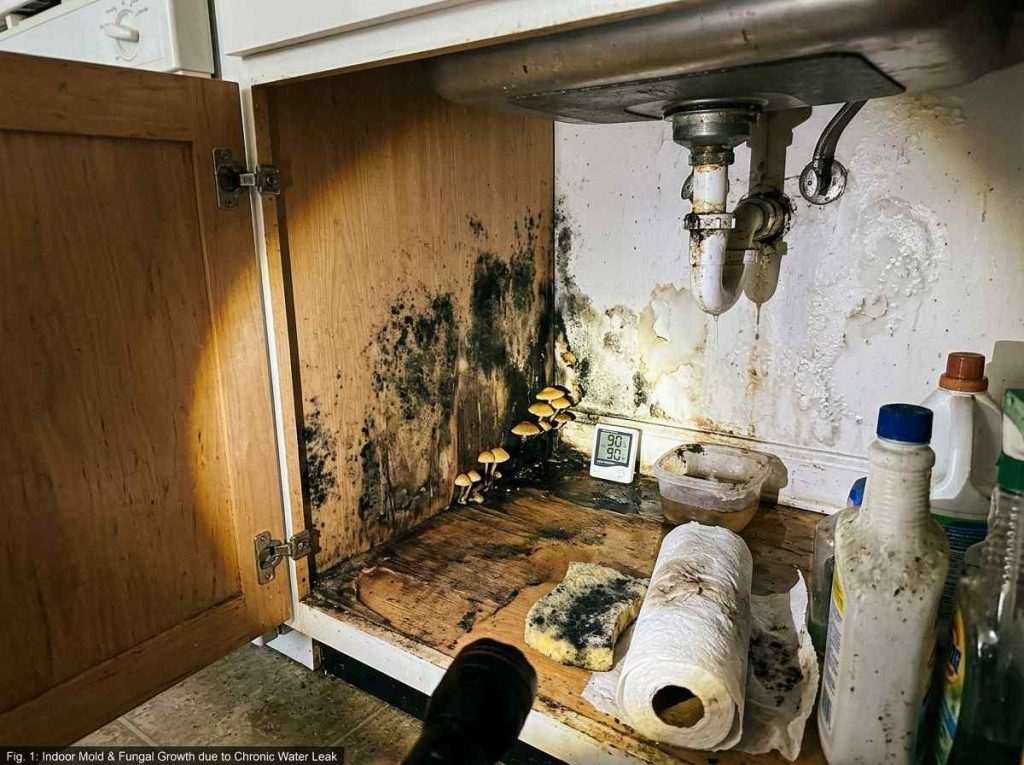 Mushrooms Growing in House caused by moisture and damp indoor conditions