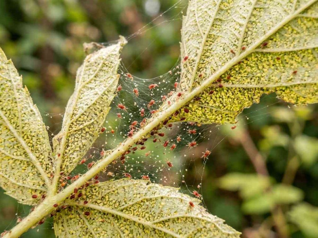 Effective Red Spider Mite Treatment preventing leaf damage and discoloration