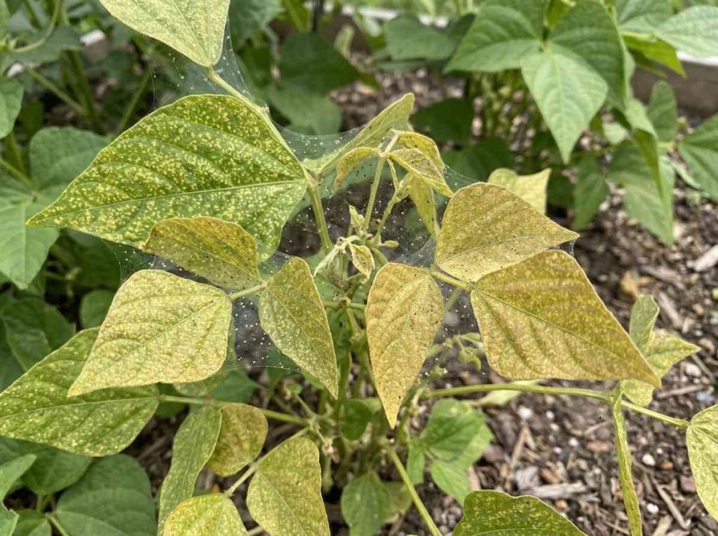 Spider Mite Leaf Damage visible on indoor and garden plant foliage