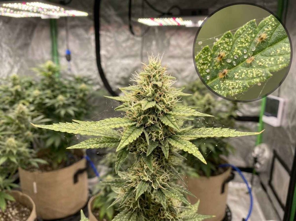 Spider Mites on Buds at Time of Harvest showing pest infestation on plant buds