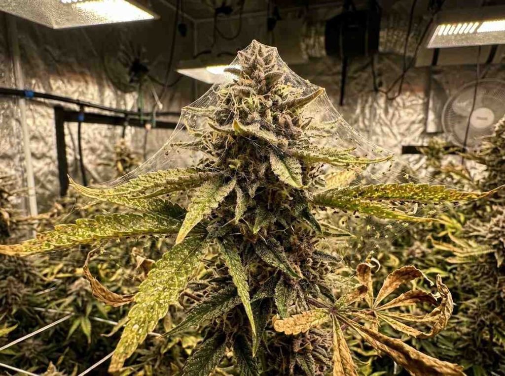 Treating Spider Mites on Buds at Time of Harvest using natural pest control methods