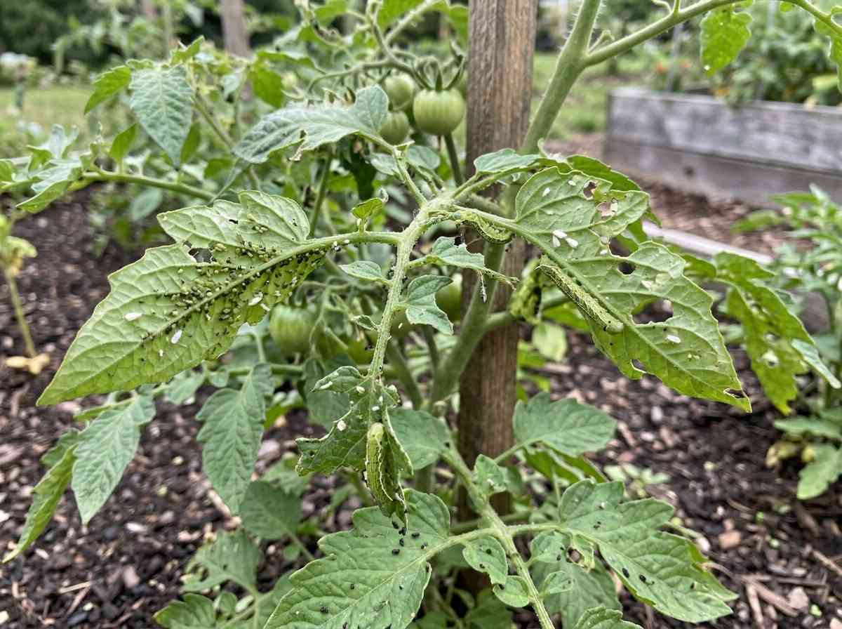 Tomato diseases and pest control showing damaged tomato leaves with visible symptoms