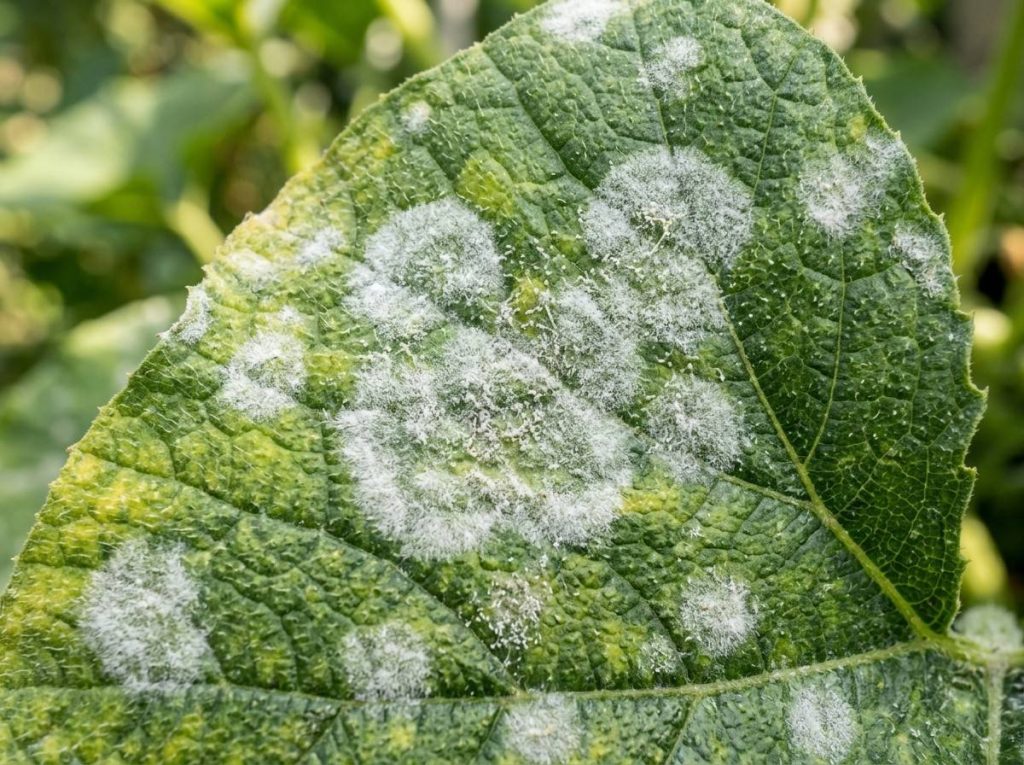 Powdery Mildew in Pumpkin affecting healthy pumpkin plants in a vegetable garden