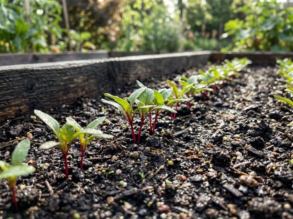 Growing Beets from Seed with healthy beet plants growing under full sun in a backyard vegetable garden.