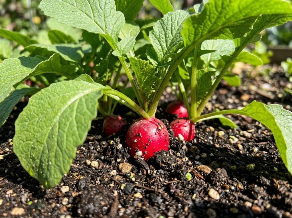How Much Sun Do Radishes Need showing healthy radish plants growing in a sunny backyard vegetable garden.