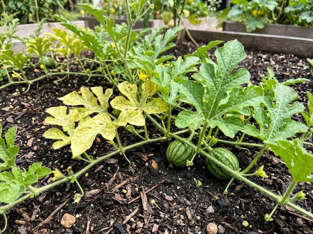 Watermelon Plant Leaves Turning Yellow showing yellowing leaves on a watermelon plant growing in a backyard garden.