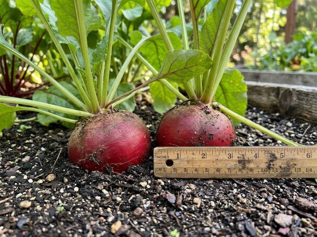 When to Harvest Red Beets showing healthy beet greens and mature red roots growing above and below the soil.